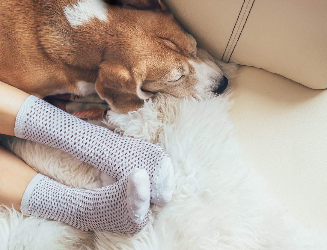 Beagle dog and woman relax together on comfortable sofa